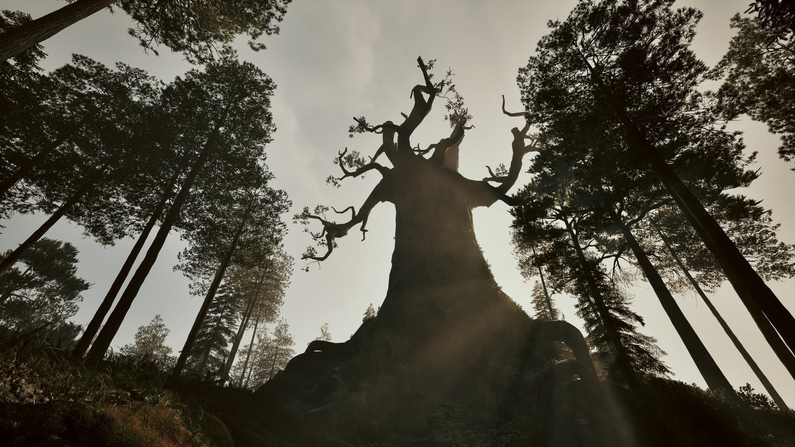 A tall ancient tree in the forest near grandfather's cabin
